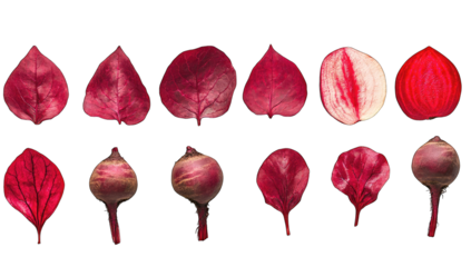 Beetroot Stages, Cross Sections