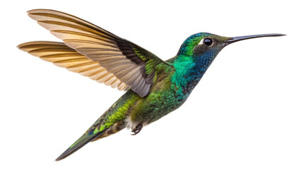 Obraz premium Single hummingbird captured mid-air, hovering gracefully in place with its iridescent feathers shimmering in bold, vibrant colors. Isolated on white background. PNG file