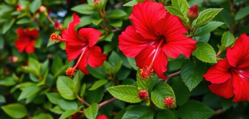 Close-up vibrant red hibiscus blossoms & buds, lush green foliage, nature, blossom, beauty