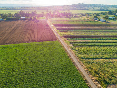 Rows of crops in farm paddock