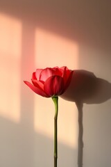 Single red rose in sunlight against a wall.