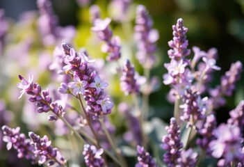 Fototapeta premium Delicate purple lavender blossoms, freshly picked, vibrant hues, spring, fragrant