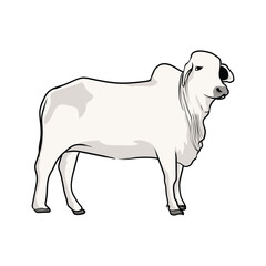 female brahman cow with separate white background suitable for logo