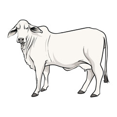 female brahman cow with separate white background