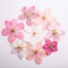 押し花、春