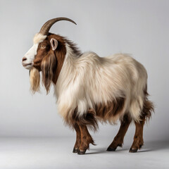 Fototapeta premium portrait of a goat 