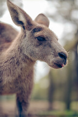 A Eastern Grey Kangaroo eating food with a tongue out © David Chau