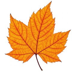 Fototapeta premium vibrant orange autumn leaf with detailed veins isolated on white background