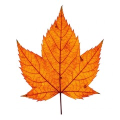 Fototapeta premium single vibrant orange autumn leaf isolated on white background