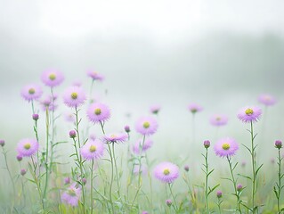 Misty Meadow for Purple Flowers Bloom.