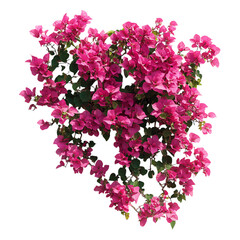 Bougainvillea Vine with Pink Flowers Isolated on Transparent Background
