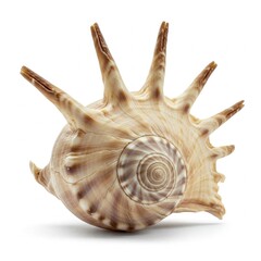 Fototapeta premium beautiful spiral seashell isolated on white background brown and white ocean themed nature object marine life