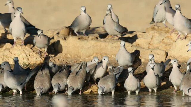 Cape turtle doves (Streptopelia capicola) drinking water, Kalahari desert, South Africa