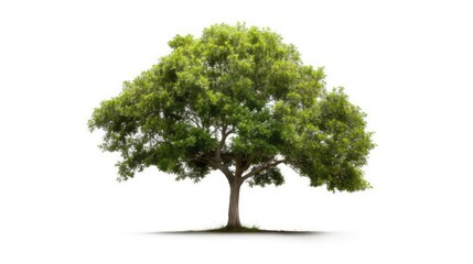 a beautiful on white background tropical trees isolated used for design and  isolated on the white background 
