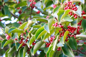 冬に赤い実をつけるクロガネモチ