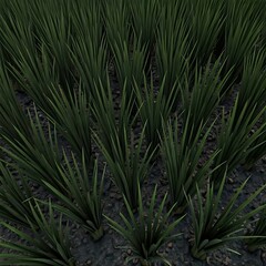 Pink flowers fields top view image.