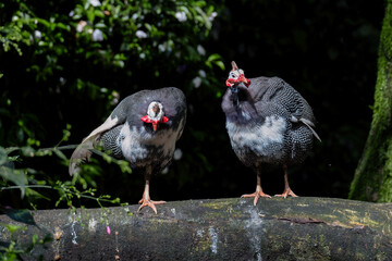 Helmeted Guineafowl