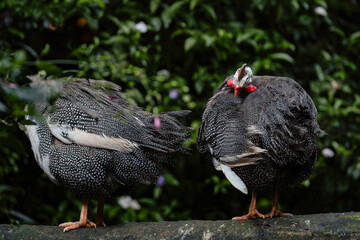 Helmeted Guineafowl © Riadi