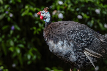Helmeted Guineafowl