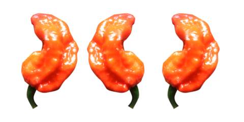 "King Chilli," also known as Bhut Jolokia or Ghost Pepper. Naga king . king cobra chilli. Ghost pepper.