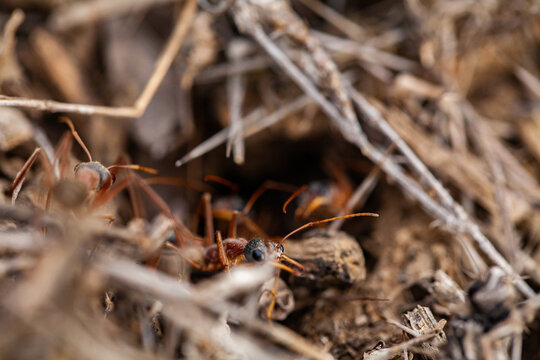 Bull ant standing guard outside ant nest