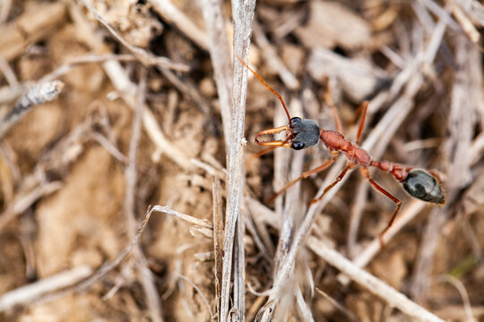 Bull ant standing guard outside ant nest