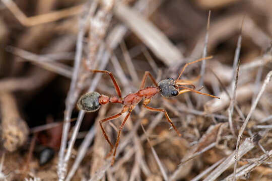 Bull ant standing guard outside ant nest