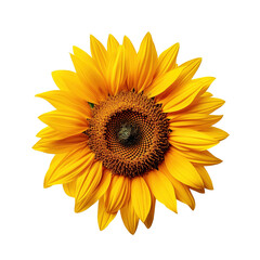 Single Sunflower with Detailed Petals on PNG Transparent Background
