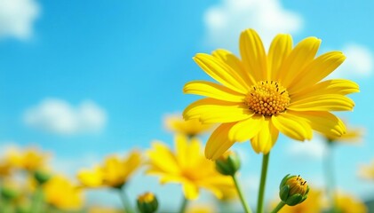 Obraz premium Close-up of vibrant yellow daisy flowers with delicate petals against a clear blue sky backdrop, daisy, petals, flowers