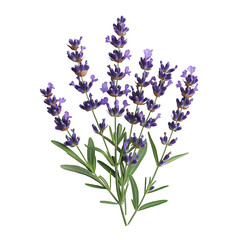 A Sprig of Lavender with Slender Green Stems and Bunch of Lavender Flowers Isolated on Transparent Background