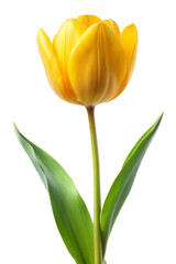 Yellow tulip isolated on transparent background. Png