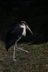 光を浴びて歩くアフリカハゲコウ
