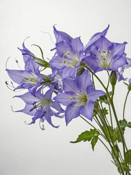 A gracefully arching branch of Campanula flowers, isolated against a pristine white background.