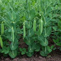 Obraz premium A large patch of peas growing in rows with some pods peeking through the vines.