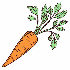 Carrot vector illustration