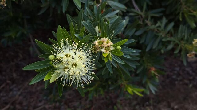 White flowers and ants pollinators on a Little Penda (Xanthostemon chrysanthus) plant in an Australian garden