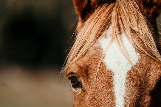 close up of a chestnut horse face