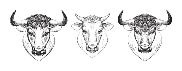 Cow and bull head hand drawn set, vintage engraving cattle for farm products, milk, agriculture. Vector logo symbol isolated on white background.