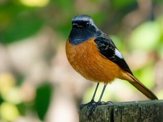 暗い木陰で周りを見渡しているジョウビタキの雄