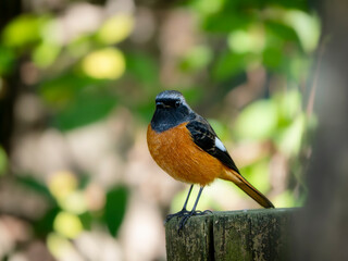 暗い木陰で周りを見渡しているジョウビタキの雄
