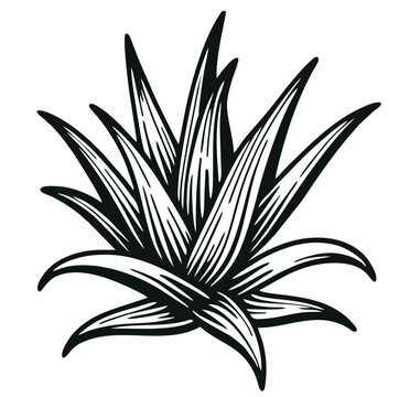 recommend clip art: Aloe Vera Plant Line Art Illustration
