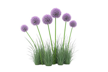 A cluster of purple allium flowers with green stems and grass against a black background scene view