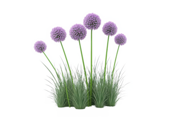 A cluster of purple allium flowers with green stems and grass against a black background scene view