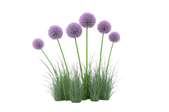 A cluster of purple allium flowers with green stems and grass against a black background scene view