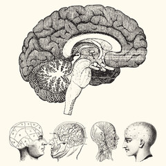 Vintage anatomy vector illustration with detailed hand-drawn style. High-quality and scalable design for various creative uses