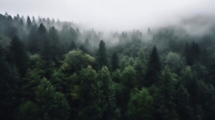 Misty Mountain Forest Aerial View