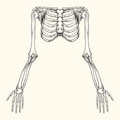 Vintage anatomy vector illustration with detailed hand-drawn style. High-quality and scalable design for various creative uses