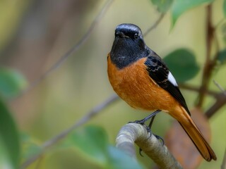 暗い木陰で周りを見渡しているジョウビタキの雄