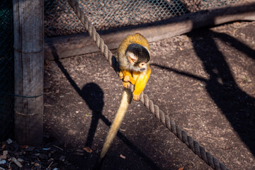 Squirrel Monkey on a Rope