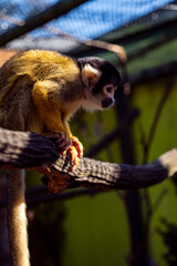 Squirrel Monkey on a Tree Branch